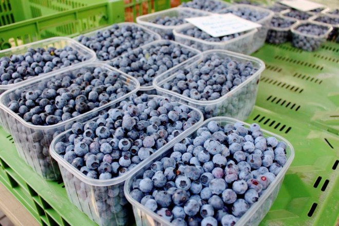 1237637_10153283279515220_301621987_n